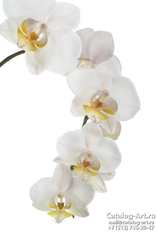 картинки для фотопечати на потолках, идеи, фото, образцы - Потолки с фотопечатью - Белые орхидеи 34